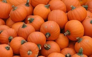 Pumpkin Pies....19th Century Style