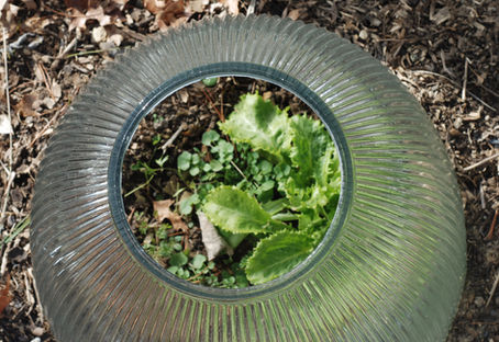 The Cold is Here...Gardener's Rejoice!