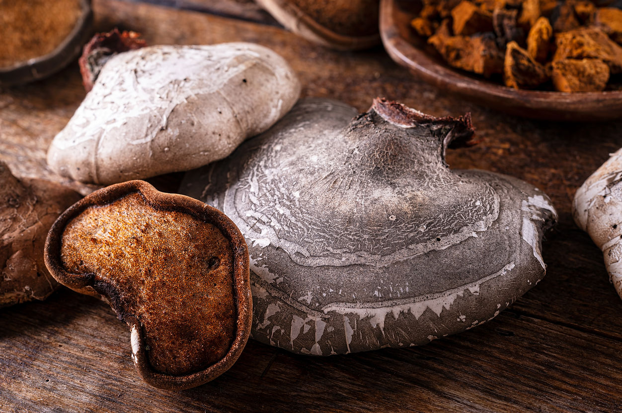 CHAGA IS THE KING OF MUSHROOMS AND ChagaPURE® IS THE KING OF CHAGA EXTRACTS