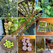 Fruitige zomer?