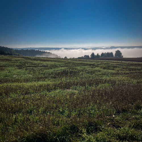 Mistige ochtend op het platteland met een helderblauwe lucht en glooiende velden bedekt met dauw.