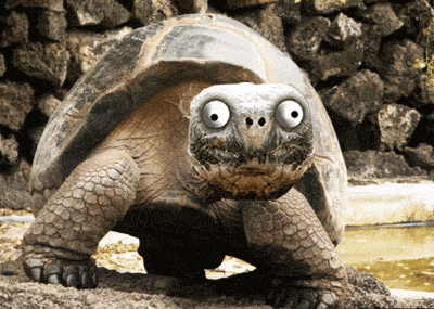 tortoise vs turtle en ingles seiko nuevos land 2021