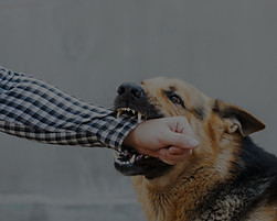 Dangerous Animal Attacks