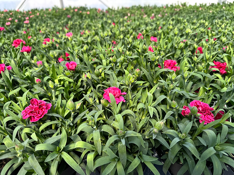 Carnations blooming vibrant pink in greenhouse