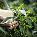 Harvesting Green Peppers