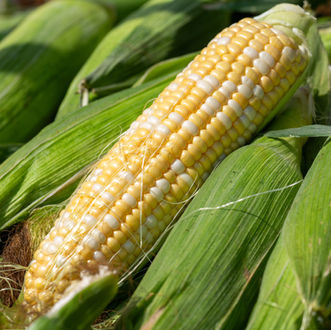 Sweet Corn, yellow sweet corn, bicolor sweet corn fresh produce grown in field