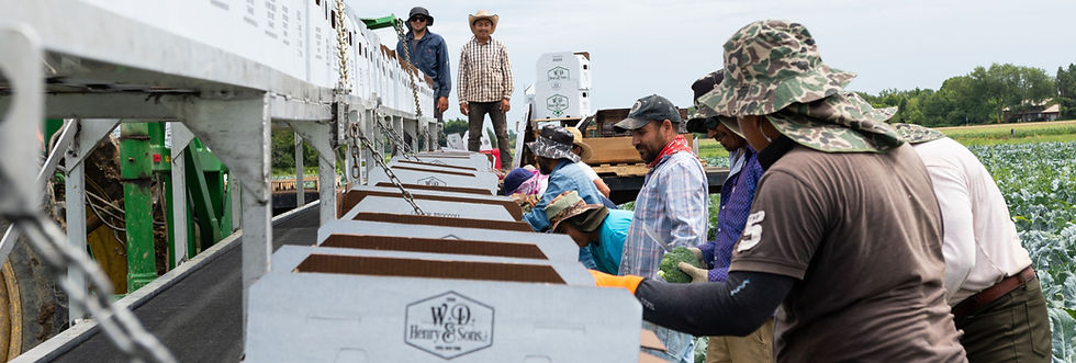 Workers packing produce into boxes in field
