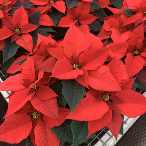Red poinsettia flowers available for fundraisers.