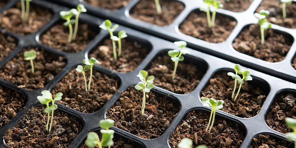 Vegetable seeds grown to sprout in transplant tray