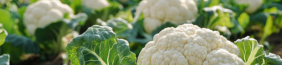 Harvested Cauliflower fresh produce in field.