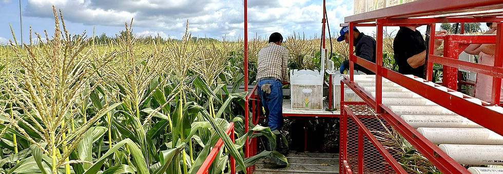 Sweet Corn being harvested and hand packed in field