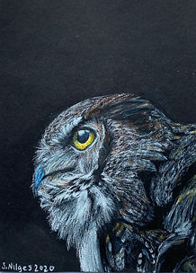 Nilges_L'hibou.jpeg