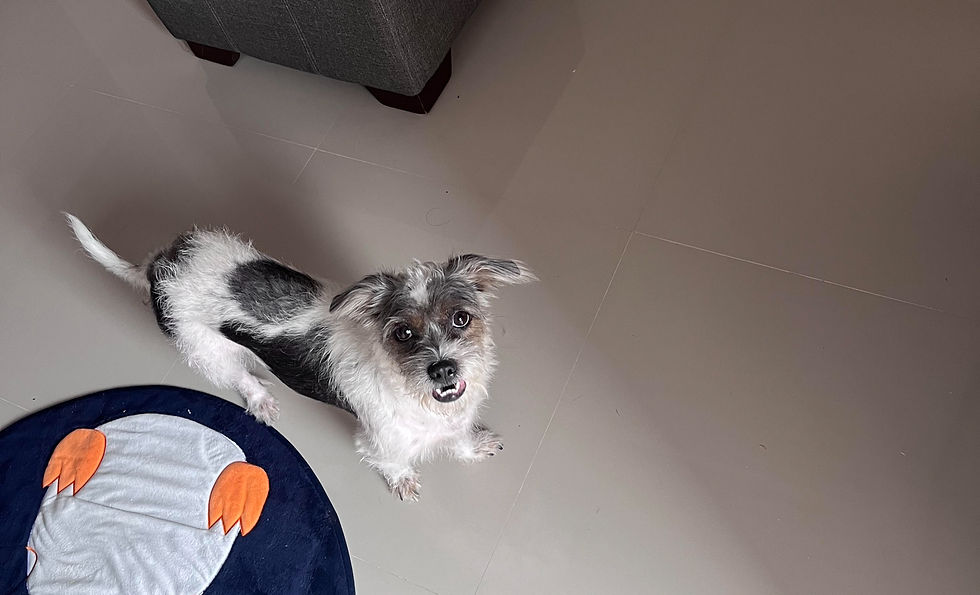 5 Perfect Freelance Jobs for Introverts Like Me!