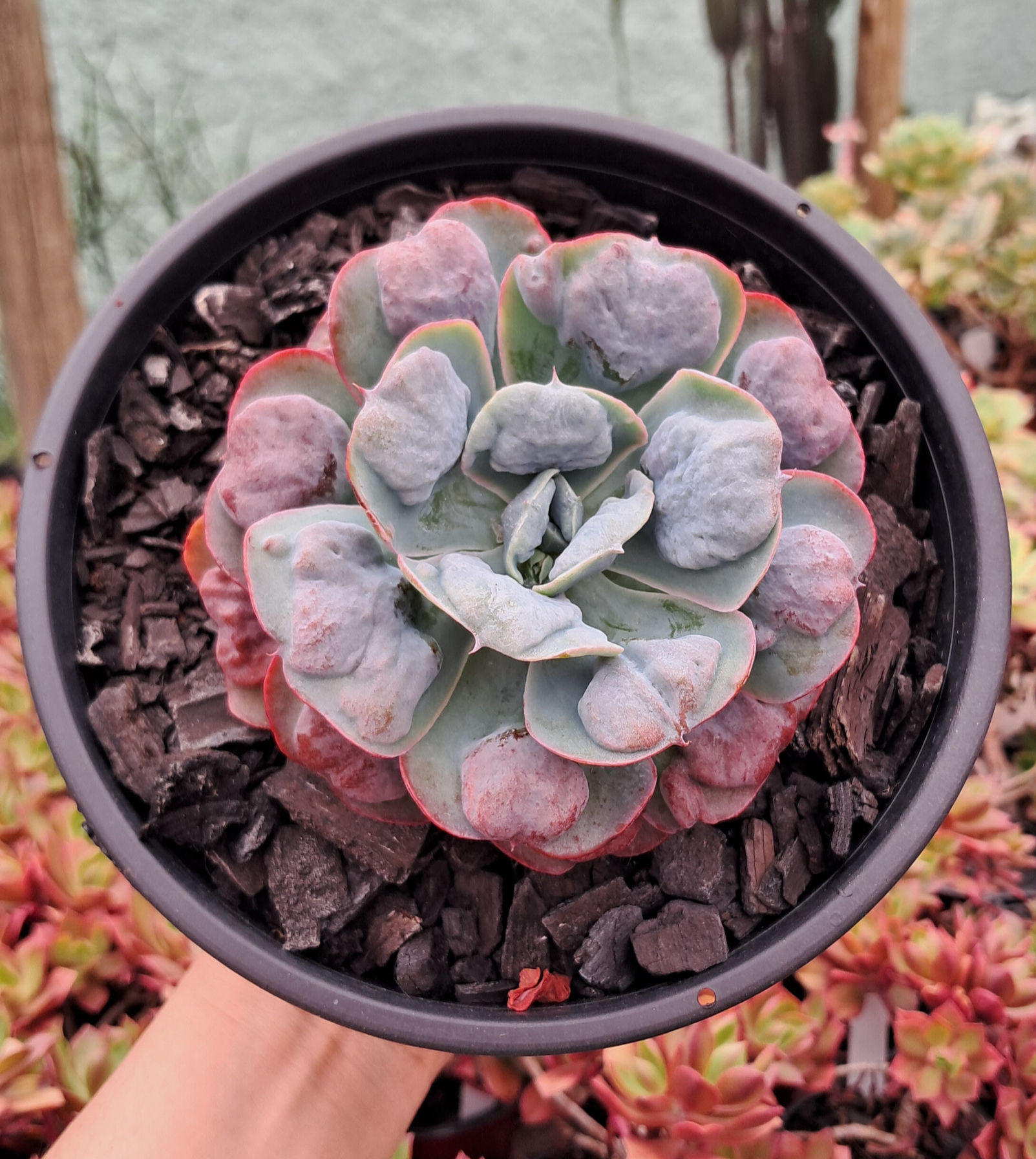 Gibbiflora Echeveria Heart's D'light - Cuia 18