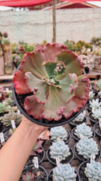 Gibbiflora Echeveria Mauna Loa - Cuia 18