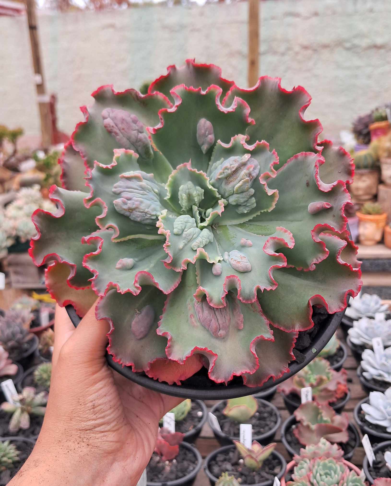 Gibbiflora Echeveria Virgínia Lee - Cuia 18