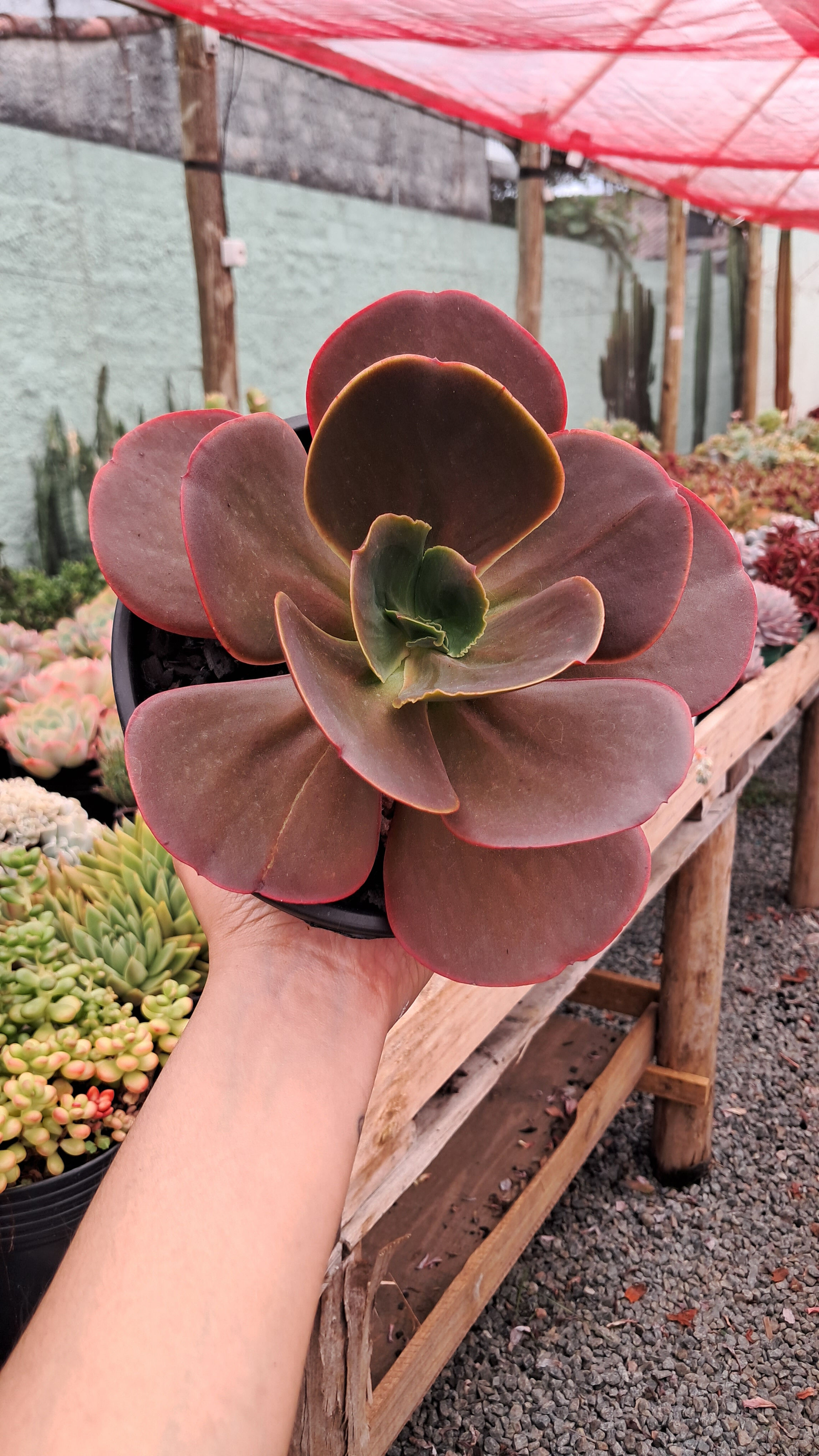 Gibbiflora Echeveria Medallion - Cuia 18