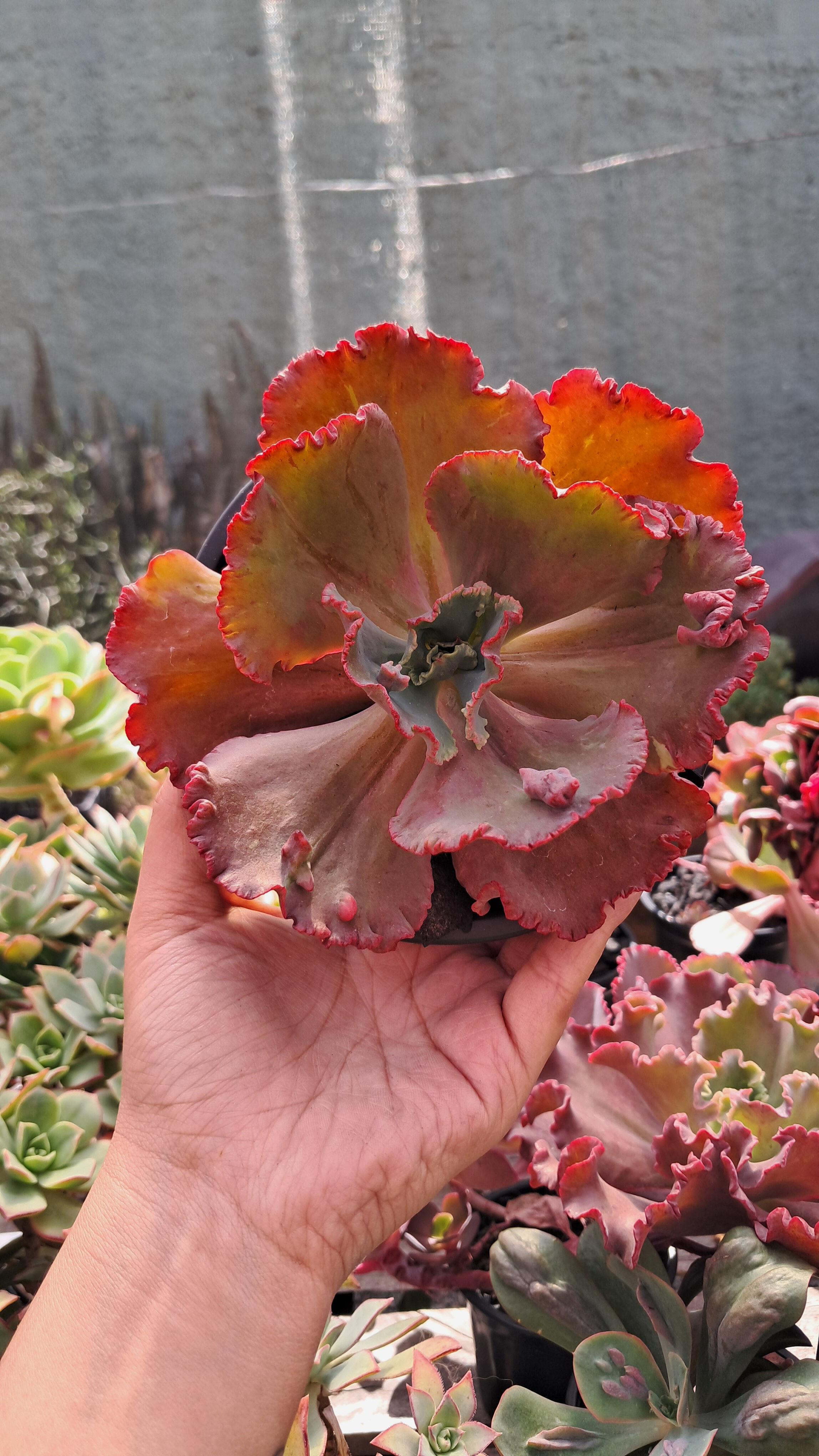 Gibbiflora Echeveria Mauna Loa - Cuia 13