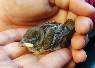 DERBYSHIRE WILDLIFE TRUST (WYE AND UPPER DERWENT GROUP)