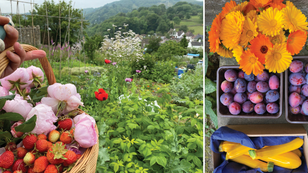 A COMMUNITY ROOTED IN GROWTH! WE'RE LOOKING FOR LAND TO CREATE COMMUNITY SPACES FOR GROWING