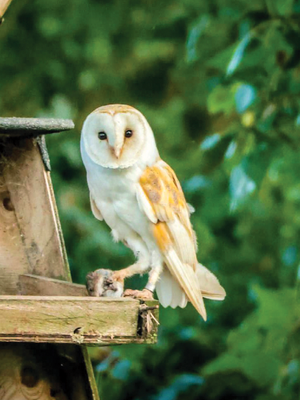 BAKEWELL BIRD STUDY GROUP 2025: A GREAT YEAR FOR BIRDS’ WITH BRIAN SHAW 9TH MARCH AT 7.30PM