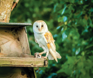 BAKEWELL BIRD STUDY GROUP 2025: A GREAT YEAR FOR BIRDS’ WITH BRIAN SHAW 9TH MARCH AT 7.30PM