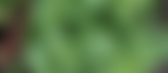 LITTLE GREEN SPACE