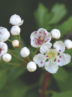 LITTLE GREEN SPACE BY PENNY BUNTING