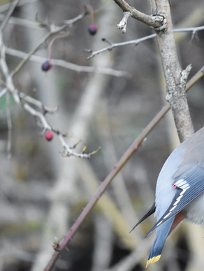 LITTLE GREEN SPACE ~ BY PENNY BUNTING