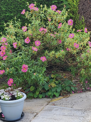 LONGSTONE OPEN GARDENS SATURDAY 12TH AND SUNDAY 13TH JULY