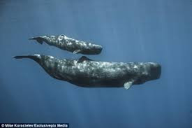 The Sperm Whale