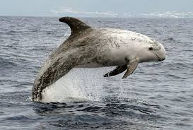 Grey Dolphin