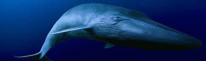 The Blue Whale
