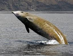 Cuvier's Beaked Whale