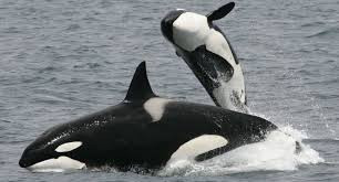 Orca Killer Whale.