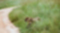Rwanda - Lion on the prowl.JPG