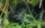 Gorilla lying down.jpg