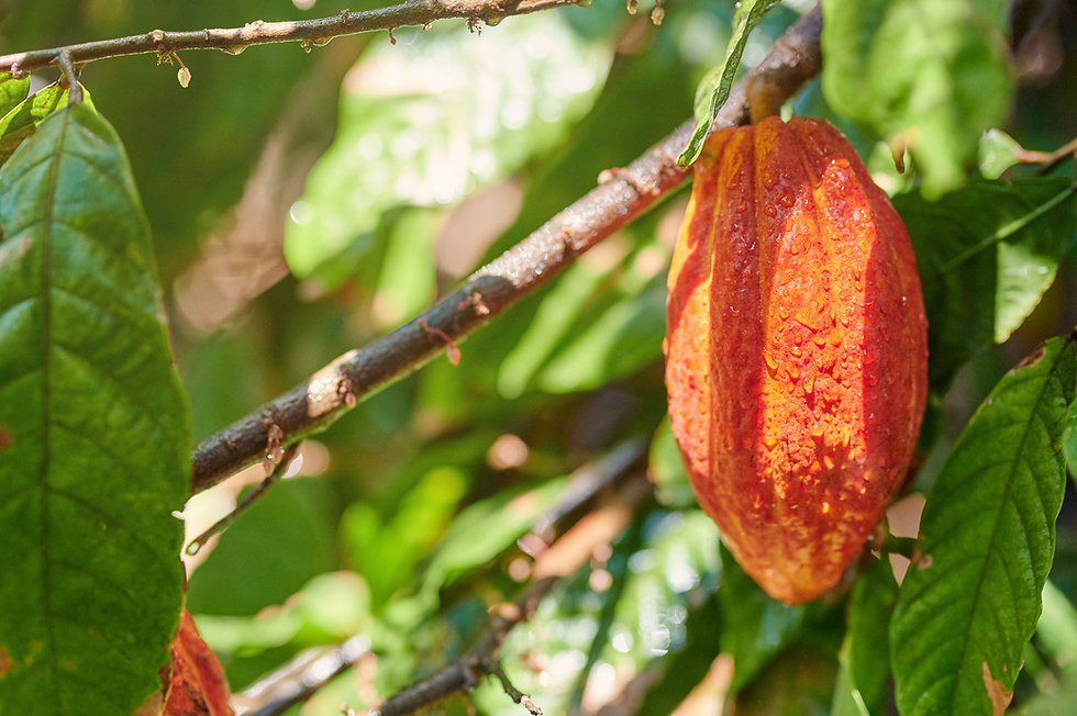 Cocao Growing 1.jpeg
