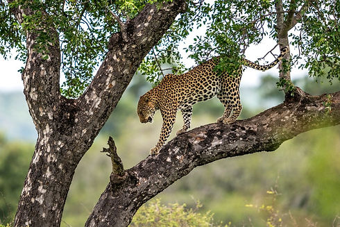 Uganda - Leopard in Murchison Falls (1)