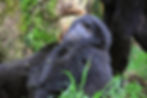 Rwanda - Mountain Gorilla Stare.JPG