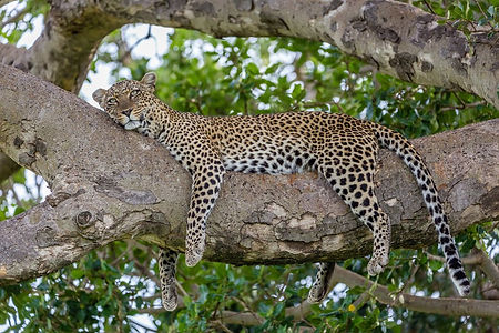 Leopard in a tree 2 (1).jpeg
