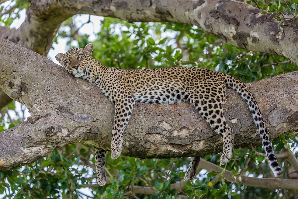 Leopard in a tree 2 (1).jpeg