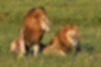 Male Lions in the savannah (1).jpg