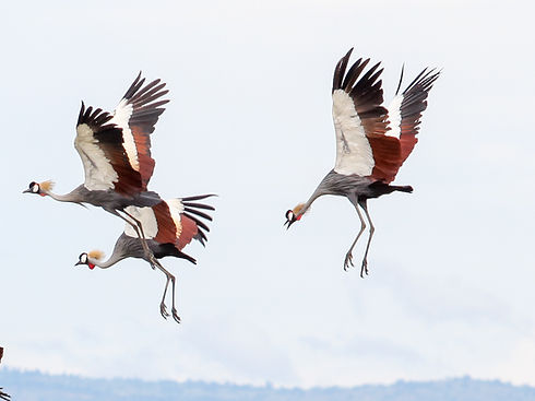 Uganda - Crowned Crane 2.jpg