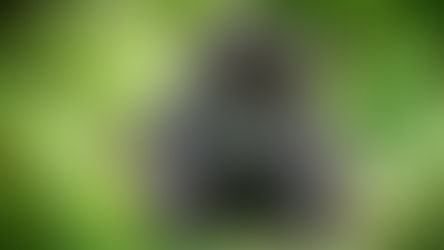 Baby mountain gorilla in bwindi