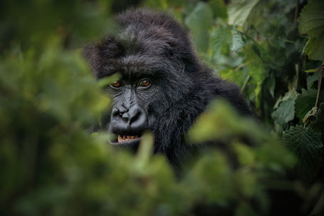 Uganda gorilla and chimpanzee permit price increase