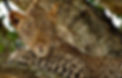 Leopard in a tree_edited.jpg