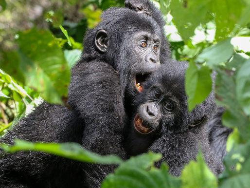 Ellen DeGeneres Campus for Gorilla Conservation, Opens in Rwanda