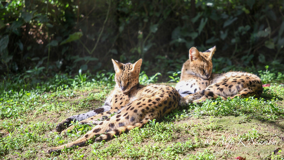 Uganda - Serval Cat UWEC.jpg