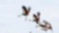 Uganda - Crowned Cranes in Flight.jpg